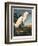 Snowy Heron or White Egret-Porter Design-Framed Giclee Print