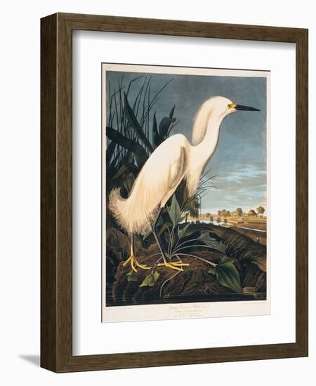 Snowy Heron or White Egret-Porter Design-Framed Giclee Print