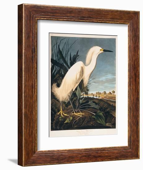 Snowy Heron or White Egret-Porter Design-Framed Giclee Print