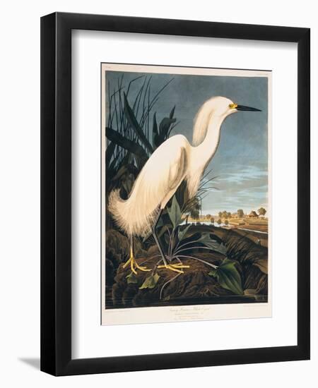 Snowy Heron or White Egret-Porter Design-Framed Giclee Print
