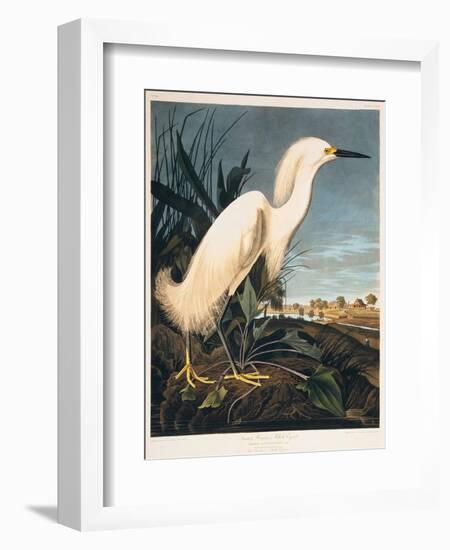 Snowy Heron or White Egret-Porter Design-Framed Giclee Print