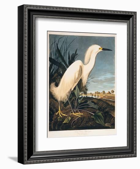 Snowy Heron or White Egret-Porter Design-Framed Giclee Print