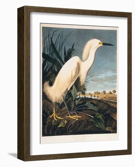 Snowy Heron or White Egret-Porter Design-Framed Giclee Print