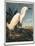 Snowy Heron or White Egret-Porter Design-Mounted Giclee Print