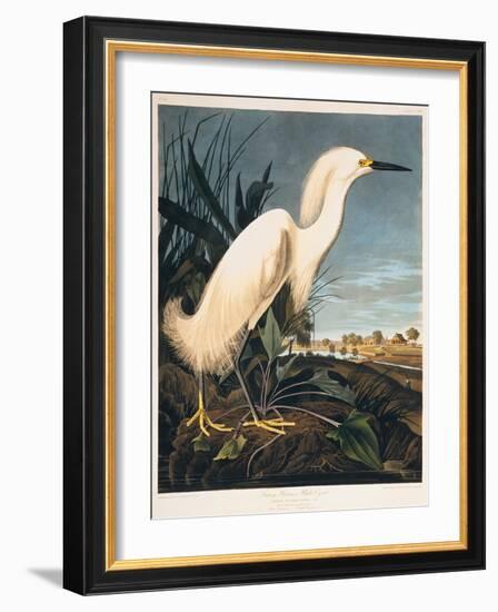 Snowy Heron or White Egret-Porter Design-Framed Giclee Print