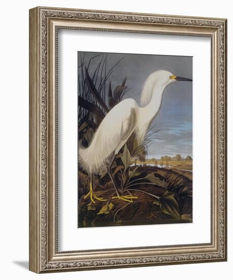 Snowy Heron Or White Egret-John James Audubon-Framed Art Print