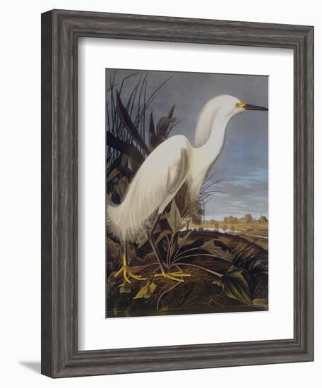 Snowy Heron Or White Egret-John James Audubon-Framed Art Print