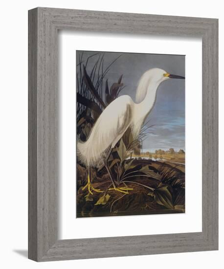 Snowy Heron Or White Egret-John James Audubon-Framed Art Print