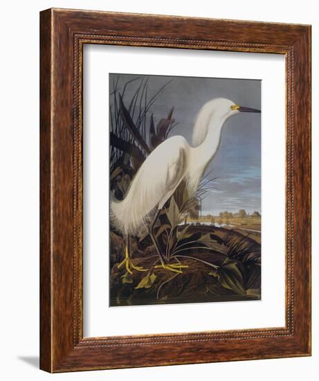 Snowy Heron Or White Egret-John James Audubon-Framed Art Print