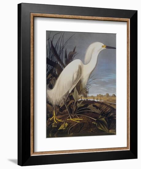 Snowy Heron Or White Egret-John James Audubon-Framed Art Print