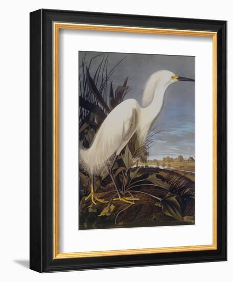 Snowy Heron Or White Egret-John James Audubon-Framed Art Print