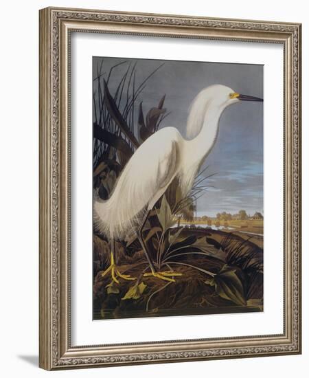 Snowy Heron Or White Egret-John James Audubon-Framed Art Print