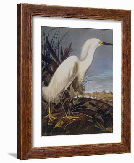 Snowy Heron Or White Egret-John James Audubon-Framed Art Print