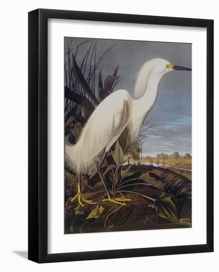 Snowy Heron Or White Egret-John James Audubon-Framed Art Print