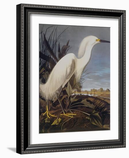 Snowy Heron Or White Egret-John James Audubon-Framed Art Print