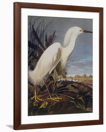 Snowy Heron Or White Egret-John James Audubon-Framed Art Print