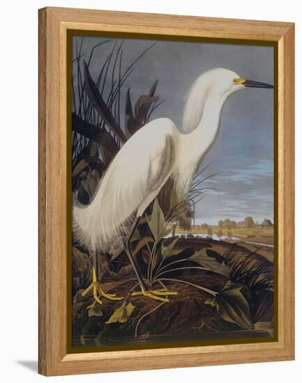 Snowy Heron Or White Egret-John James Audubon-Framed Stretched Canvas