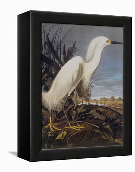 Snowy Heron Or White Egret-John James Audubon-Framed Stretched Canvas