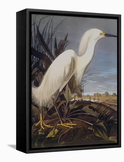 Snowy Heron Or White Egret-John James Audubon-Framed Stretched Canvas