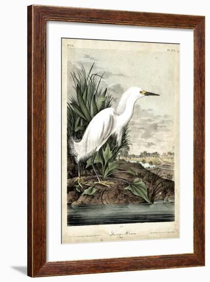 Snowy Heron-John James Audubon-Framed Premium Giclee Print