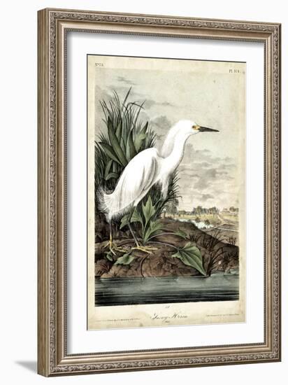 Snowy Heron-John James Audubon-Framed Art Print