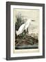 Snowy Heron-John James Audubon-Framed Art Print