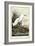 Snowy Heron-John James Audubon-Framed Art Print