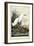 Snowy Heron-John James Audubon-Framed Art Print
