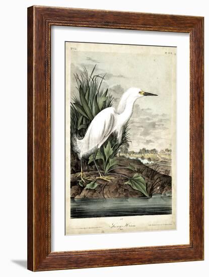 Snowy Heron-John James Audubon-Framed Art Print