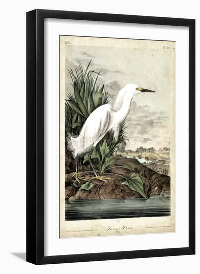 Snowy Heron-John James Audubon-Framed Art Print