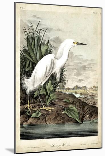 Snowy Heron-John James Audubon-Mounted Art Print