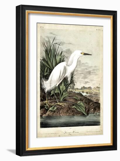 Snowy Heron-John James Audubon-Framed Art Print