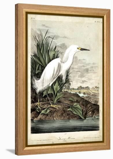 Snowy Heron-John James Audubon-Framed Stretched Canvas