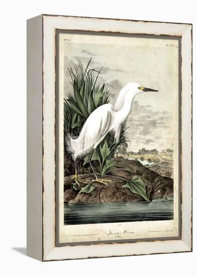 Snowy Heron-John James Audubon-Framed Stretched Canvas