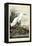 Snowy Heron-John James Audubon-Framed Stretched Canvas