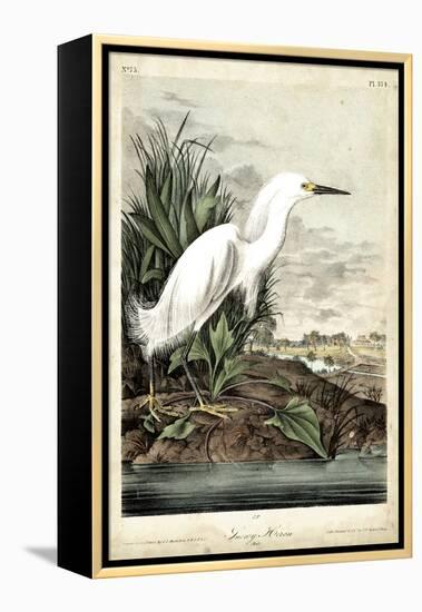 Snowy Heron-John James Audubon-Framed Stretched Canvas