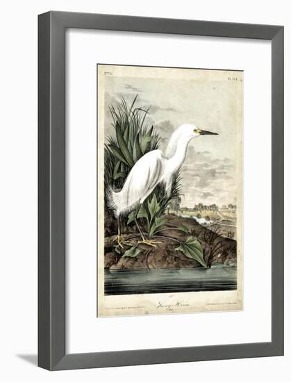 Snowy Heron-John James Audubon-Framed Art Print