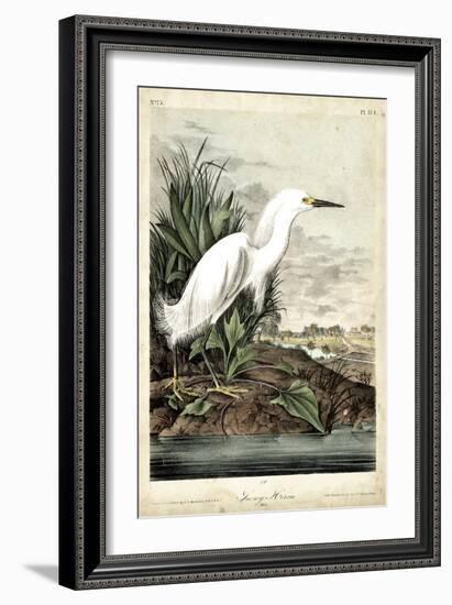 Snowy Heron-John James Audubon-Framed Premium Giclee Print