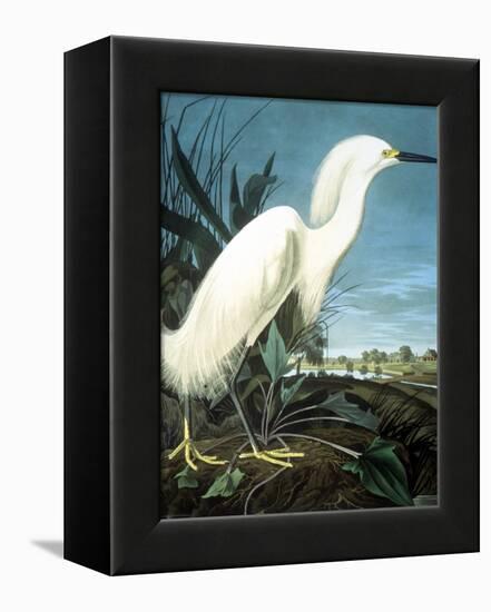 Snowy Heron-John James Audubon-Framed Premier Image Canvas
