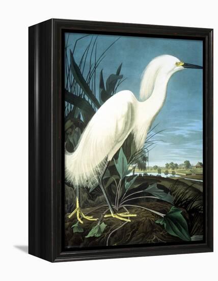 Snowy Heron-John James Audubon-Framed Premier Image Canvas