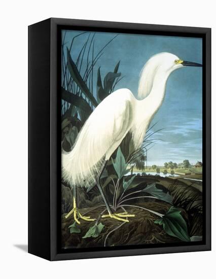 Snowy Heron-John James Audubon-Framed Premier Image Canvas