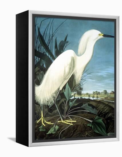 Snowy Heron-John James Audubon-Framed Premier Image Canvas