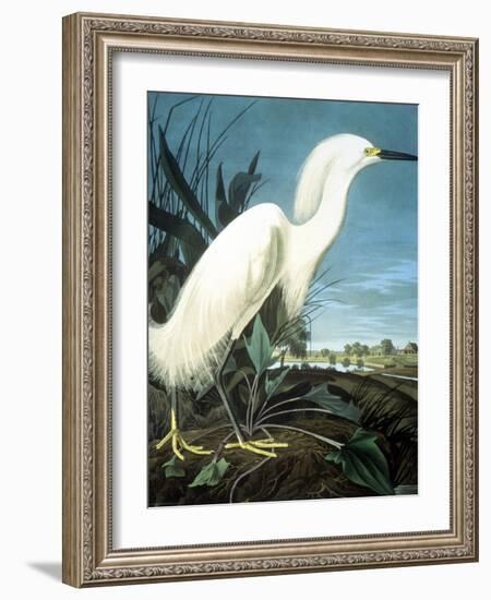 Snowy Heron-John James Audubon-Framed Giclee Print