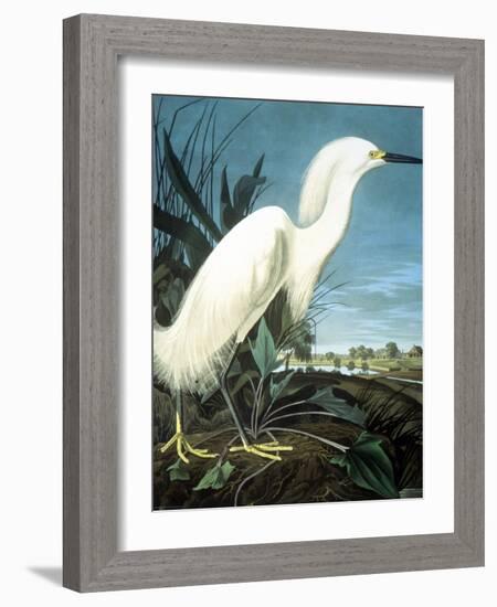 Snowy Heron-John James Audubon-Framed Giclee Print