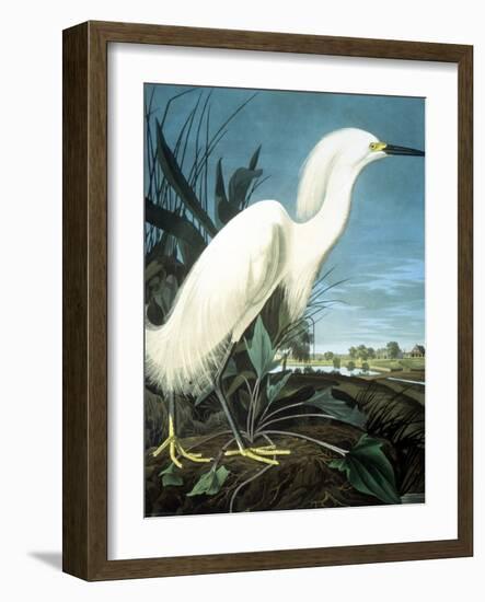 Snowy Heron-John James Audubon-Framed Giclee Print