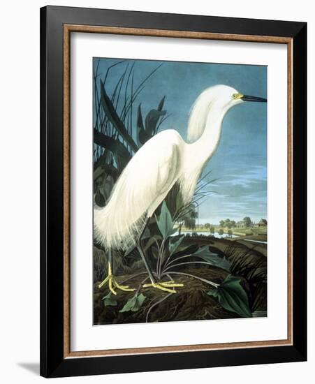 Snowy Heron-John James Audubon-Framed Giclee Print