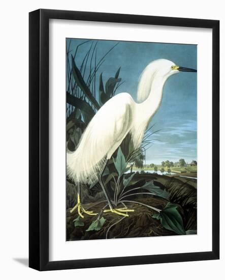 Snowy Heron-John James Audubon-Framed Giclee Print