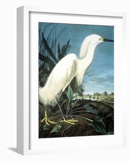 Snowy Heron-John James Audubon-Framed Giclee Print