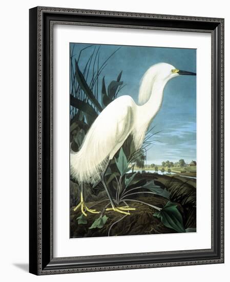 Snowy Heron-John James Audubon-Framed Giclee Print