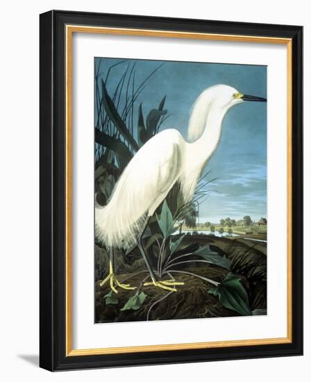 Snowy Heron-John James Audubon-Framed Giclee Print